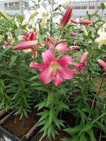 [5185 Competition VWS No01.JPG]